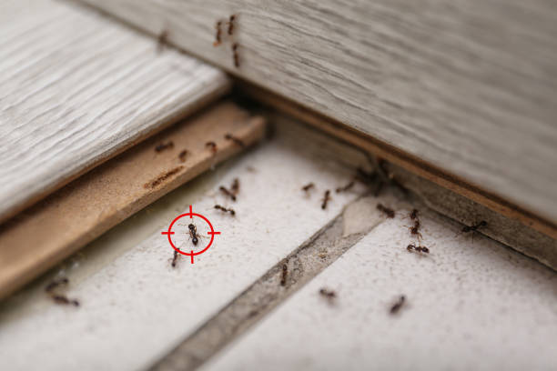 Best Bed Bug Extermination  in Fontana, CA