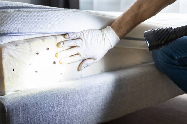 Best Mosquito Control Services  in Fontana, CA